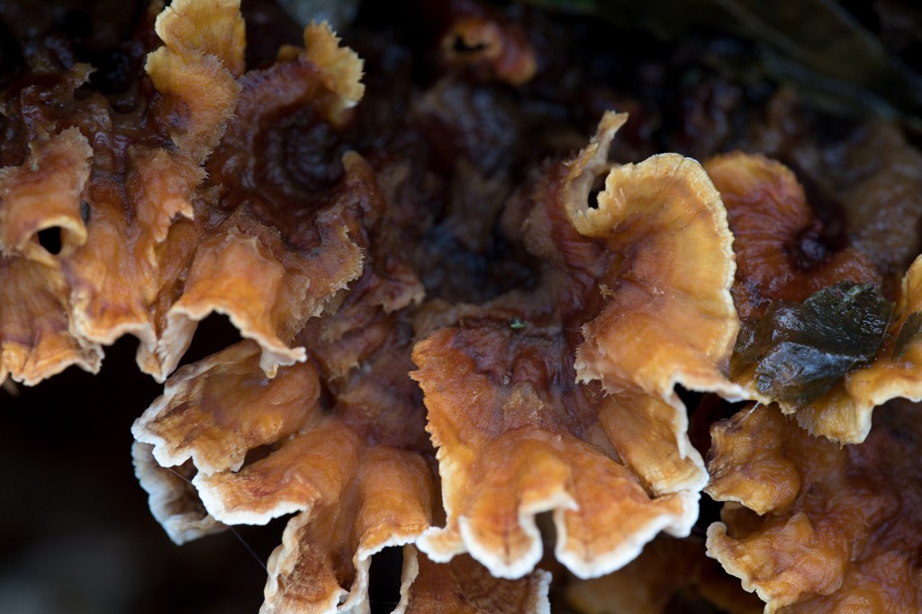 paddenstoel paddenstoelen paddestoel paddestoelen schimmel zwam schimmels zwammen hdr paddo paddos champignon champignons herfst najaar